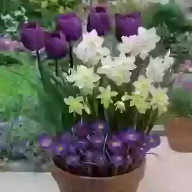 The Mauve, White & Yellow Collection